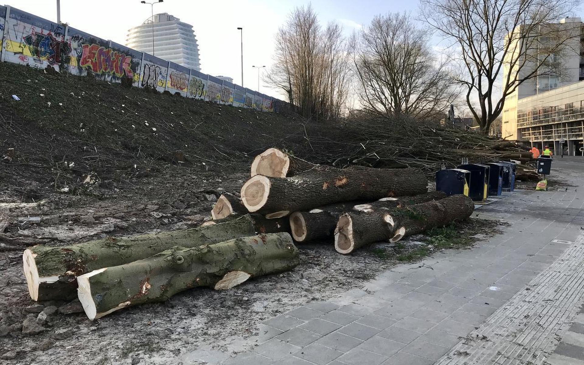 Hoeveel bomen kunnen er nog gekapt worden in Groningen? - Dagblad van