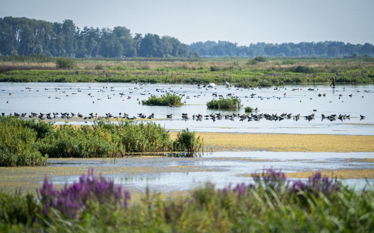 De nieuwe natuur van De Onlanden tussen Peize en Groningen. De nieuwe natuur van De Onlanden tussen Peize en Groningen.