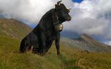 Vedette, de koe uit de gelijknamige film, heeft een sterk en mooi leven gelei in Zwitserland.