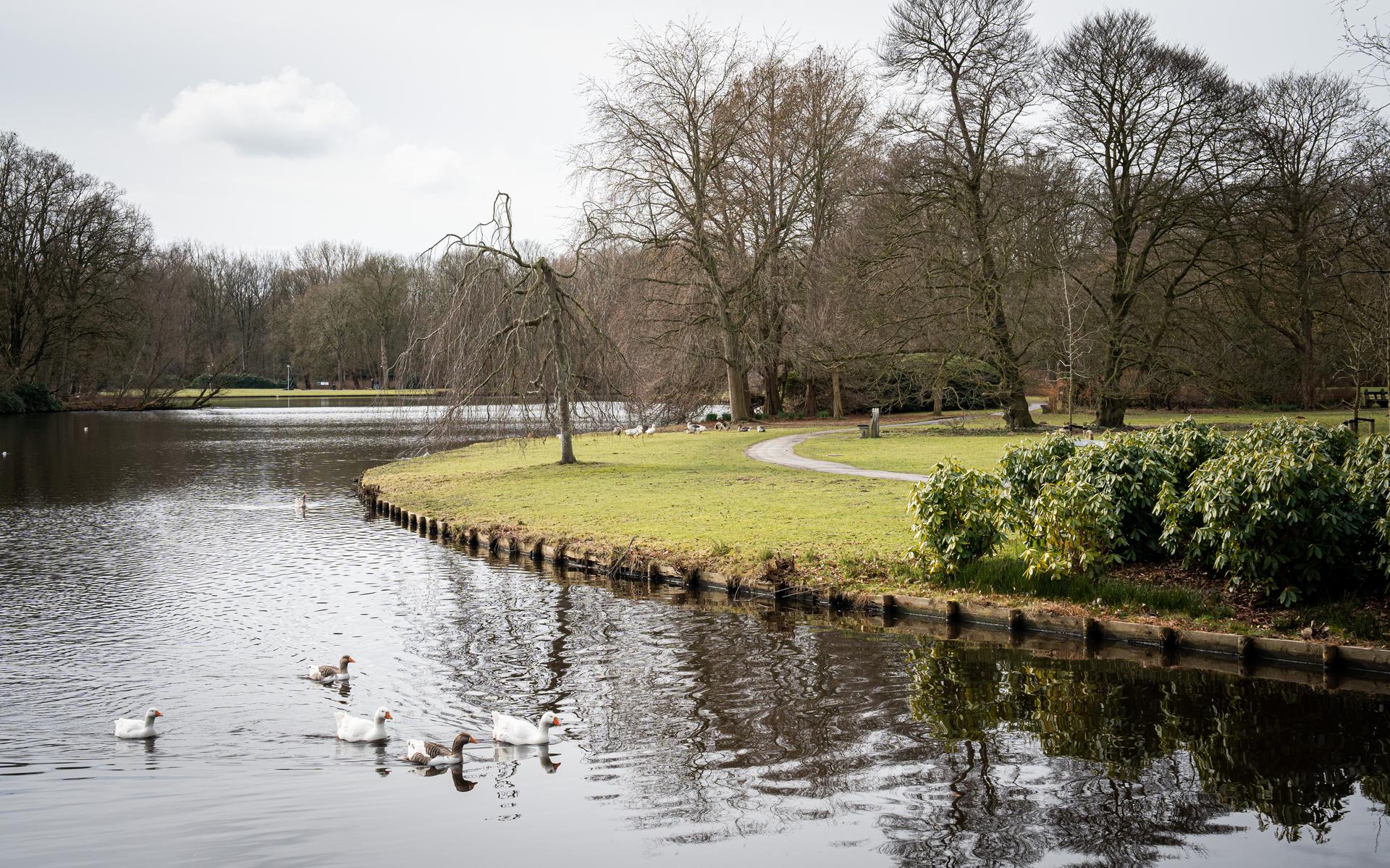De vijver in het Stadspark moet een officiële zwemplas worden, vinden verschillende politieke partijen.