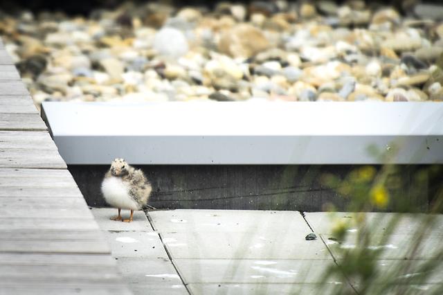 Visdieven bewaken nest op Werelderfgoedcentrum Lauwersoog als fort. Bezoekers tot bloedens toe gepik