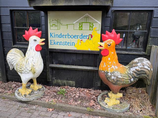 Ophef over hitsige hanen die hennen belagen. ‘Zo krijg je oorlog in de keet’