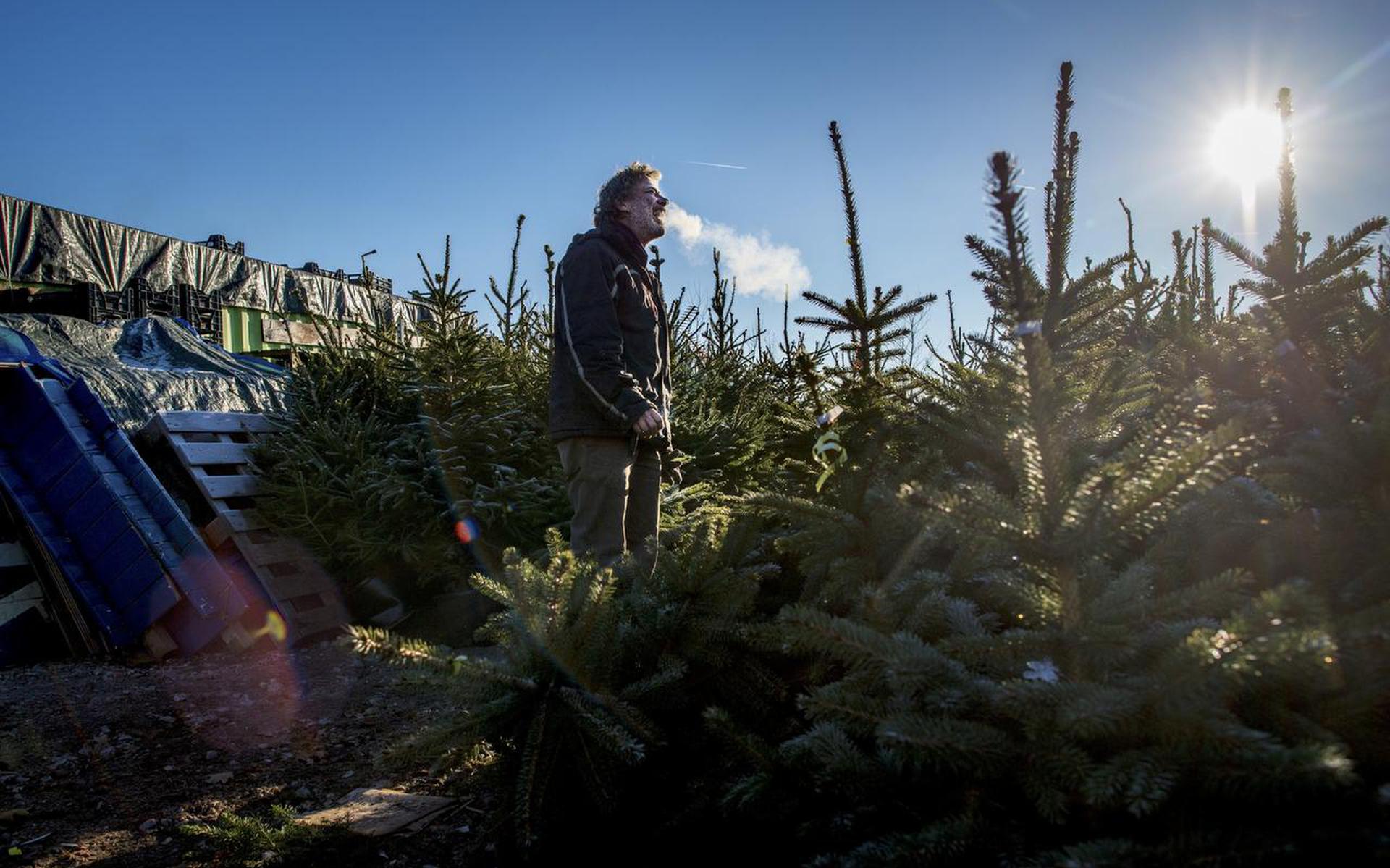 Kerstbomen adopteren bij Tuin in de Stad Dagblad van het Noorden