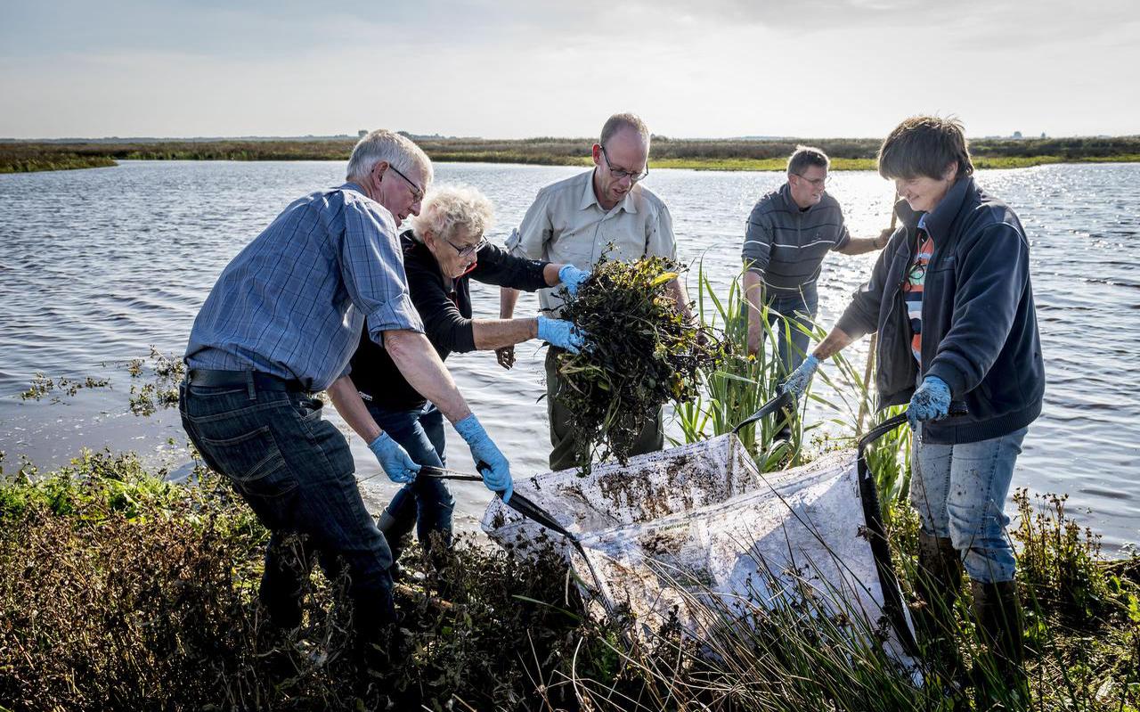 Vrijwilligers gaan in het Roegwold de exotische invasieve waterteunisbloem te lijf, samen met
 Staatsbosbeheer
