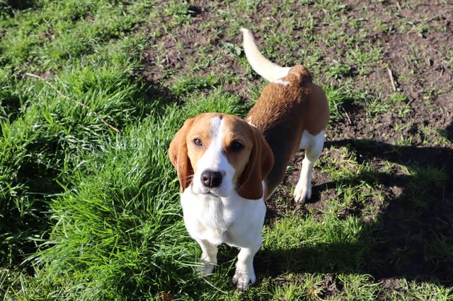 Kunnen we ook zonder pijnlijke dierproeven? ‘Als je onderzoek wil doen naar wondgenezing, moet er we