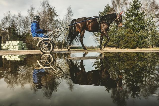 Een draver stapt terug naar de stal na zijn rondjes op de trainingsbaan bij de stal van Peter Delis en trainer Bas Crébas.