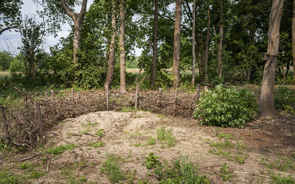 De afgegraven dassenburcht bij Zevenhuizen, met rechts aan de boom een camera. De ingangen van de burcht zijn nu afgeschermd met een takkenbosjes.