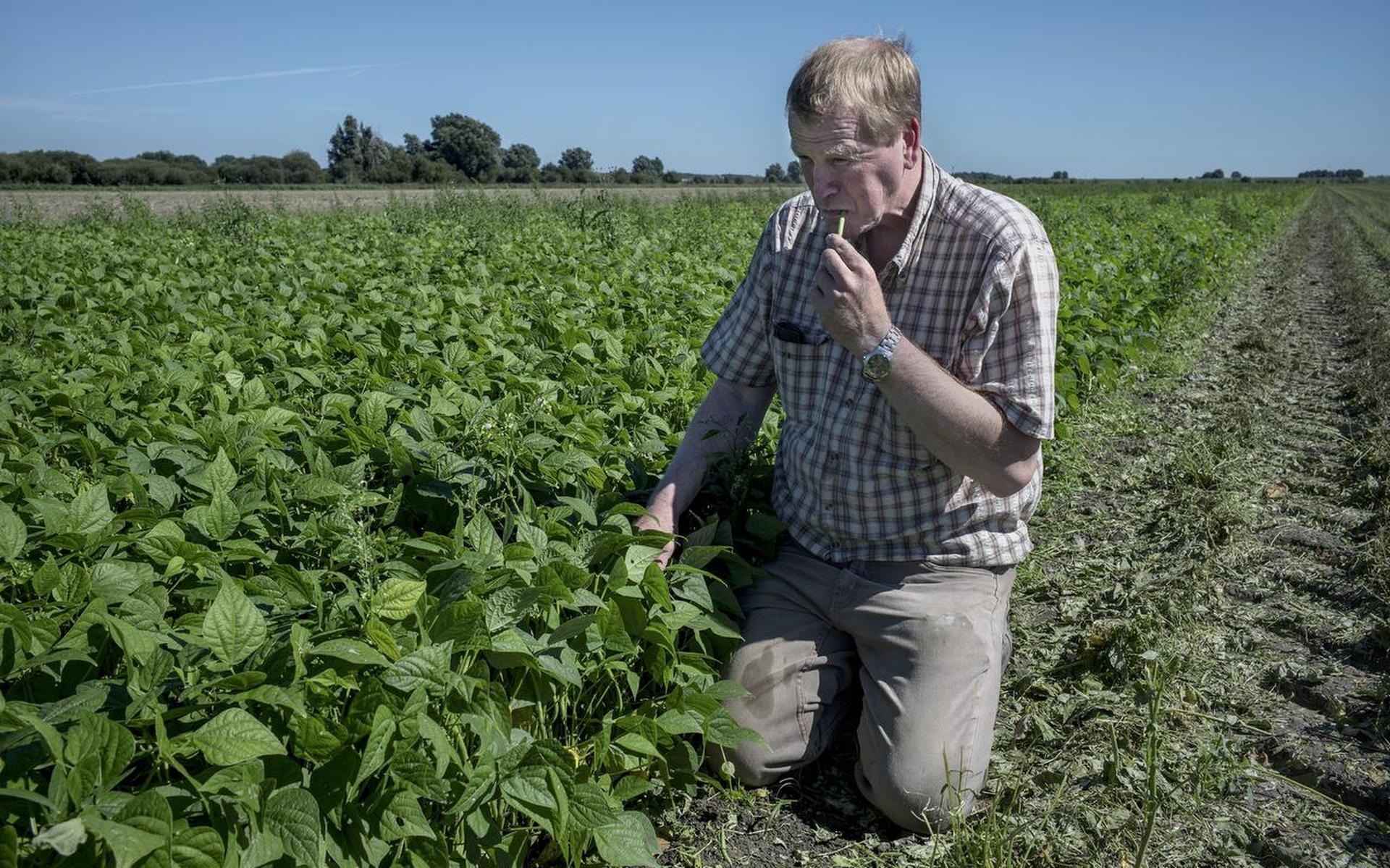 Provincie stimuleert biologische groenteteelt - Dagblad van het Noorden - Dagblad van het Noorden