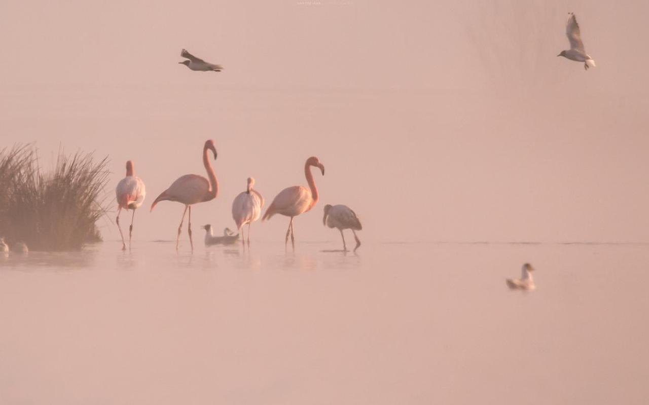Vijf flamingo's hebben heel eventjes pauze gehouden in 't Roegwold in Midden-Groningen. 