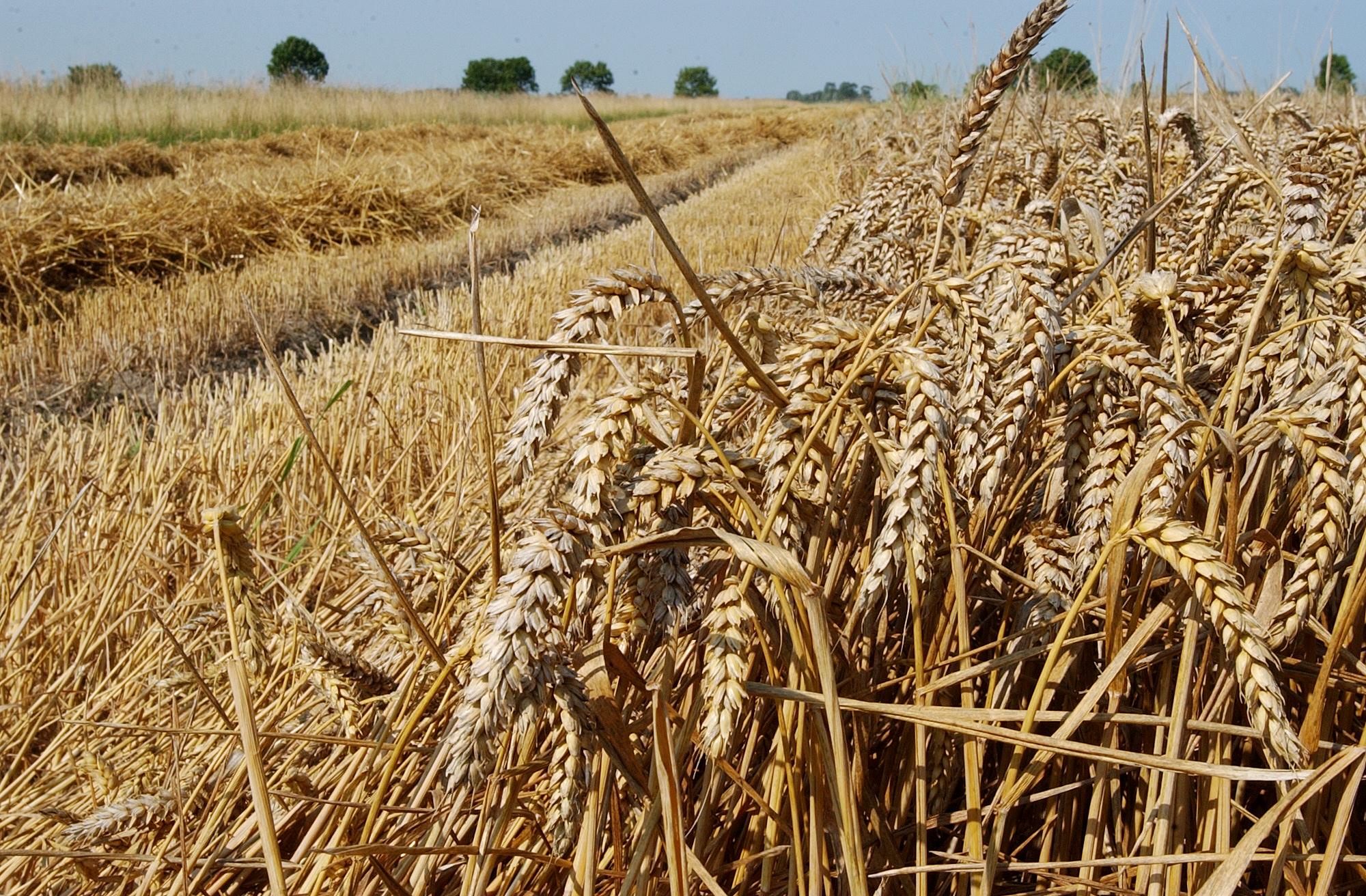 NVWA tikt Groningse boeren op vingers voor fouten met pesticiden. ‘Dit voelt niet eerlijk’