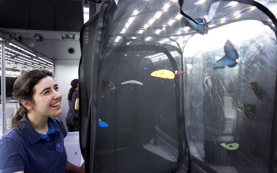 Natuurkundige Ariane Gayout uit Frankrijk doet bij de RUG onderzoek naar de aerodynamica van vlinders.
