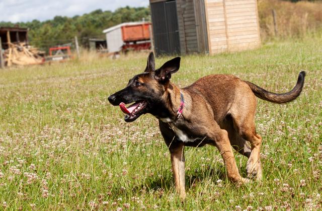 Hond die baby beet weg uit woonwijk Coevorden