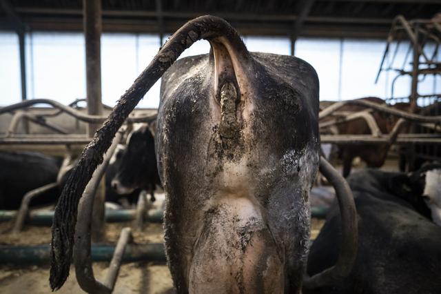 Groningen wil geen mestvergisters bij boerderijen. ‘Past niet bij minder vee en open landschap’