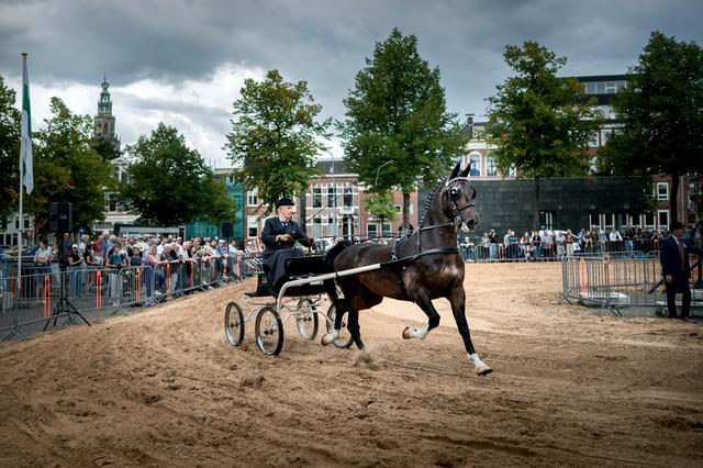 Paardenkeuring past niet meer bij Groningens Ontzet. ‘Dieren niet gebruiken voor menselijk vermaak’