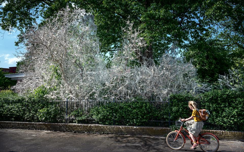 Engelenhaar, zijdespinsel of witte wieven? Dit sprookjesachtige (of spookachtige) spul hangt aan de bomen langs de Paterswoldseweg in Groningen