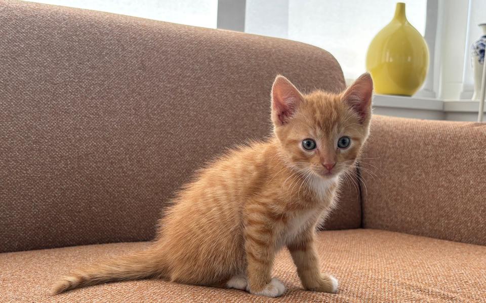 Kitten Boris die een nieuw thuis heeft in Beilen en niet in een slangenmaag verdween.