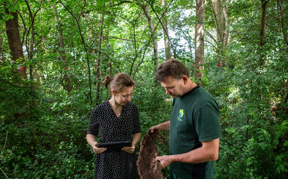 Anne Hindriks-Chardon en Albert Kosters van Landschapsbeheer Groningen bij zieke iepen in Nieuwe Pekela. 