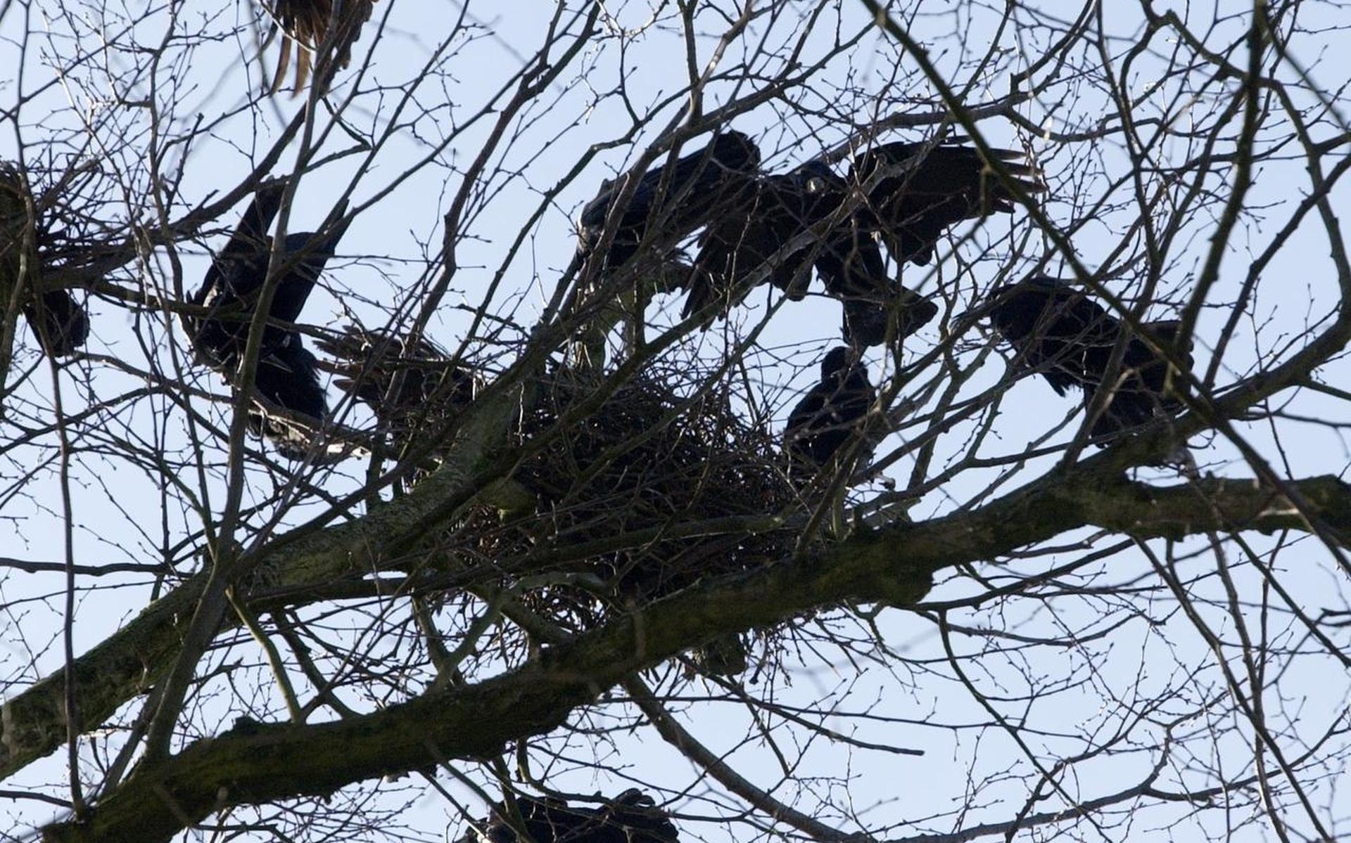Westerkwartier wil roeken in Grijpskerk met rust laten (ondanks klachten) - Dagblad van het Noorden