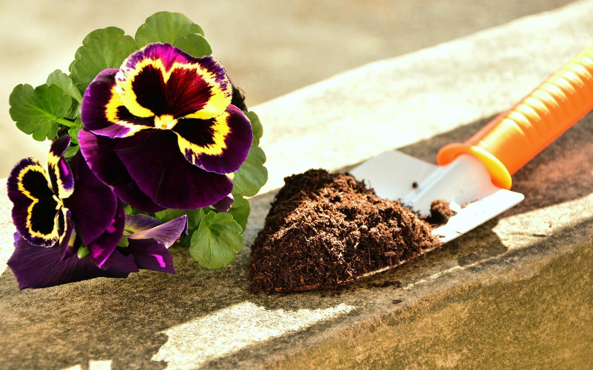 Potgrondactie. Foto: Pixabay.com