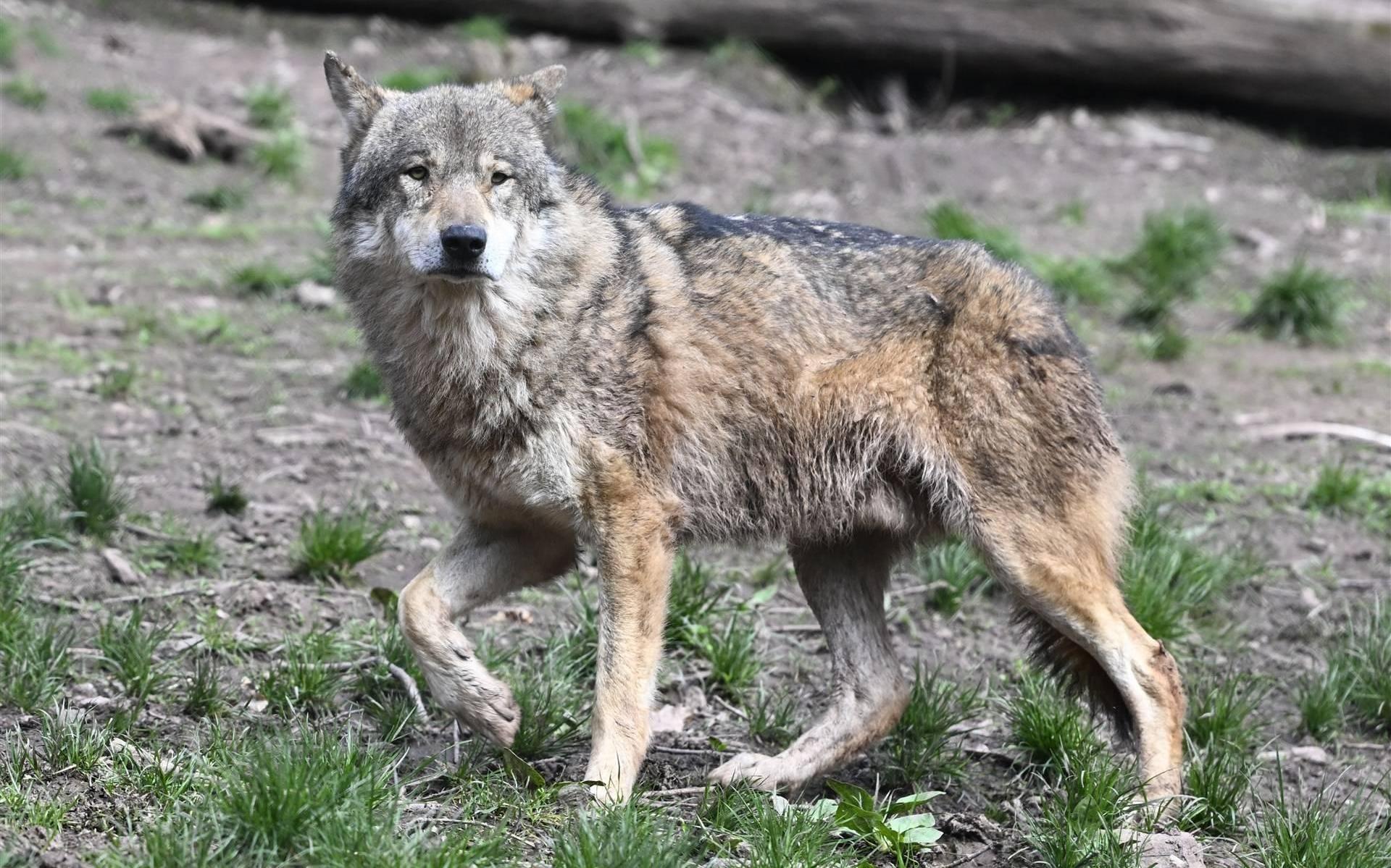 Faunabescherming stapt naar rechter om afschieten wolf bij Wapse