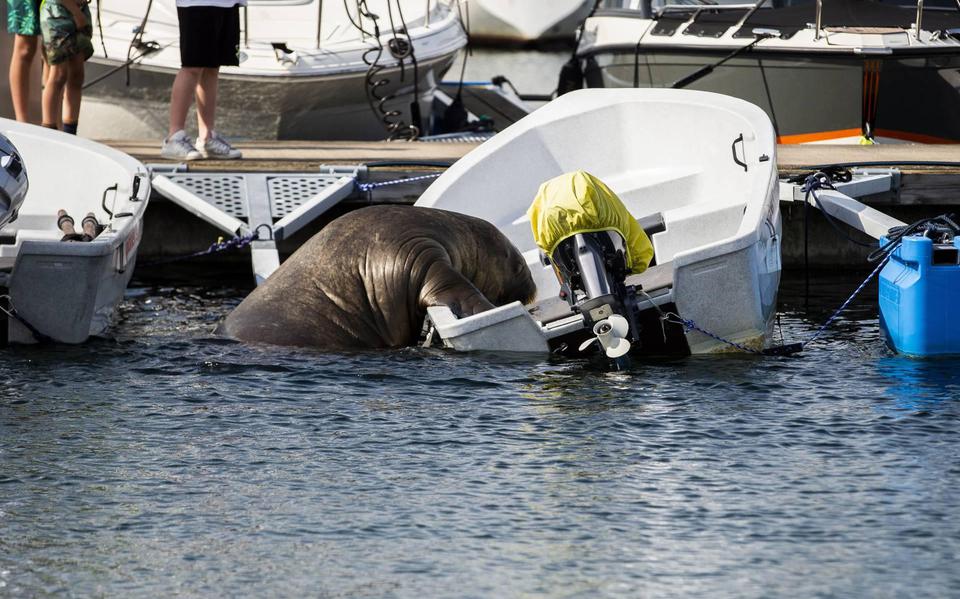 Geld binnen voor beeld van afgemaakte walrus Freya