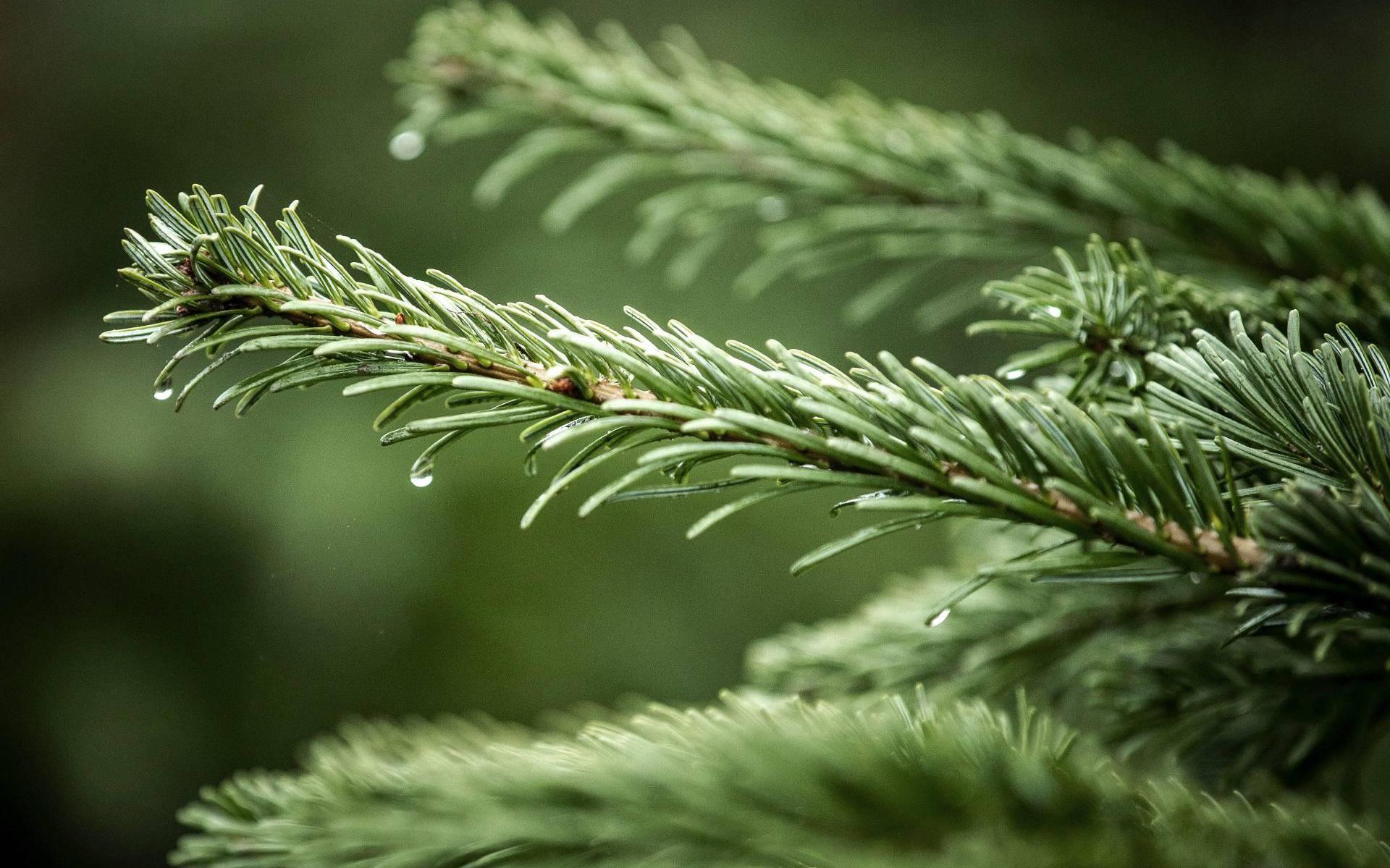 Eigen zaag mee bij kerstboom zagen op Hoge Veluwe Dagblad van het Noorden