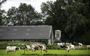 Boeren trekken massaal naar Gelderse Vallei voor stikstofprotest