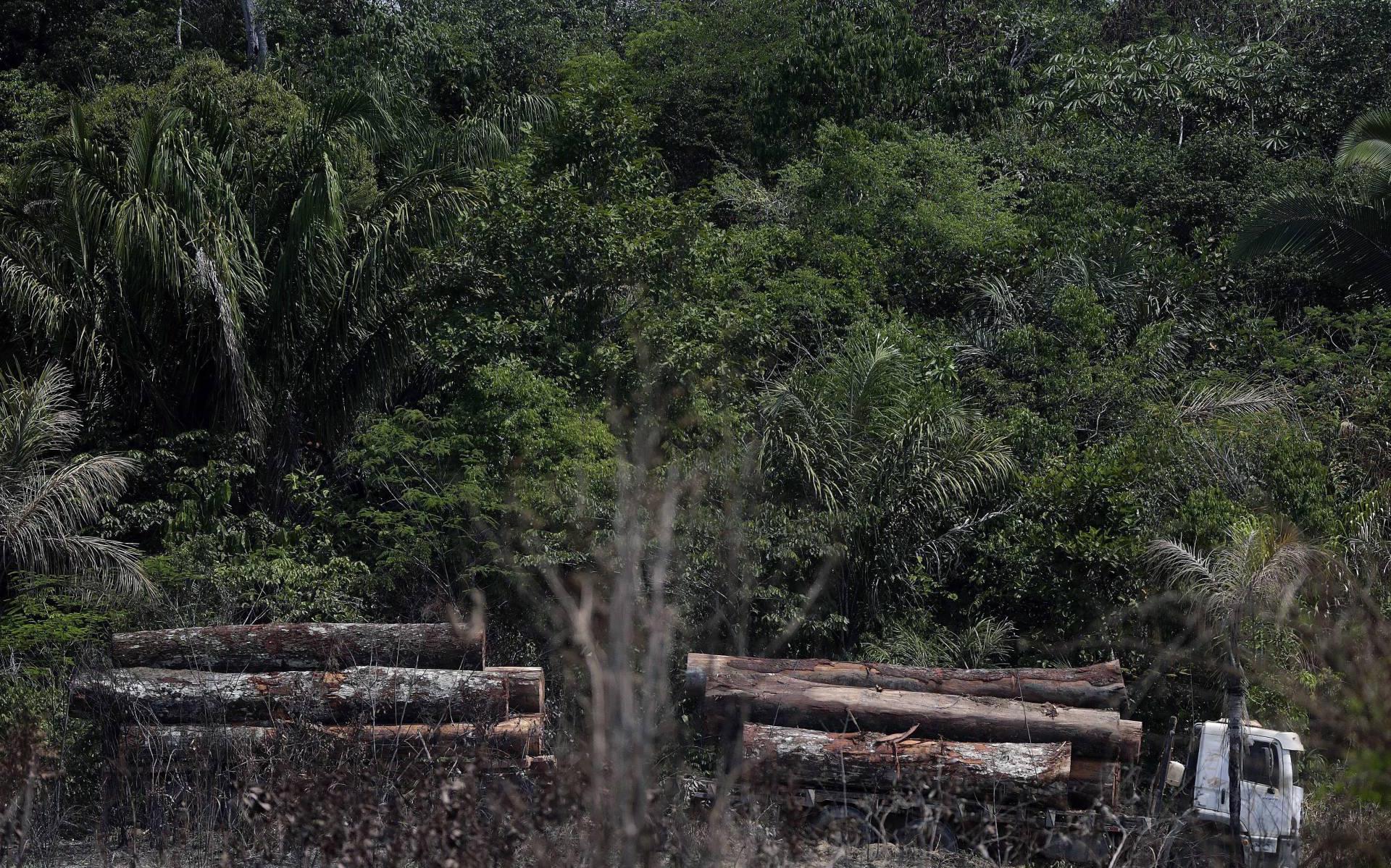 Meer illegale kap in tropisch regenwoud door coronacrisis