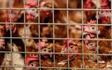 Vogelgriep in Overijssels dorp De Krim, 26.000 kippen gedood