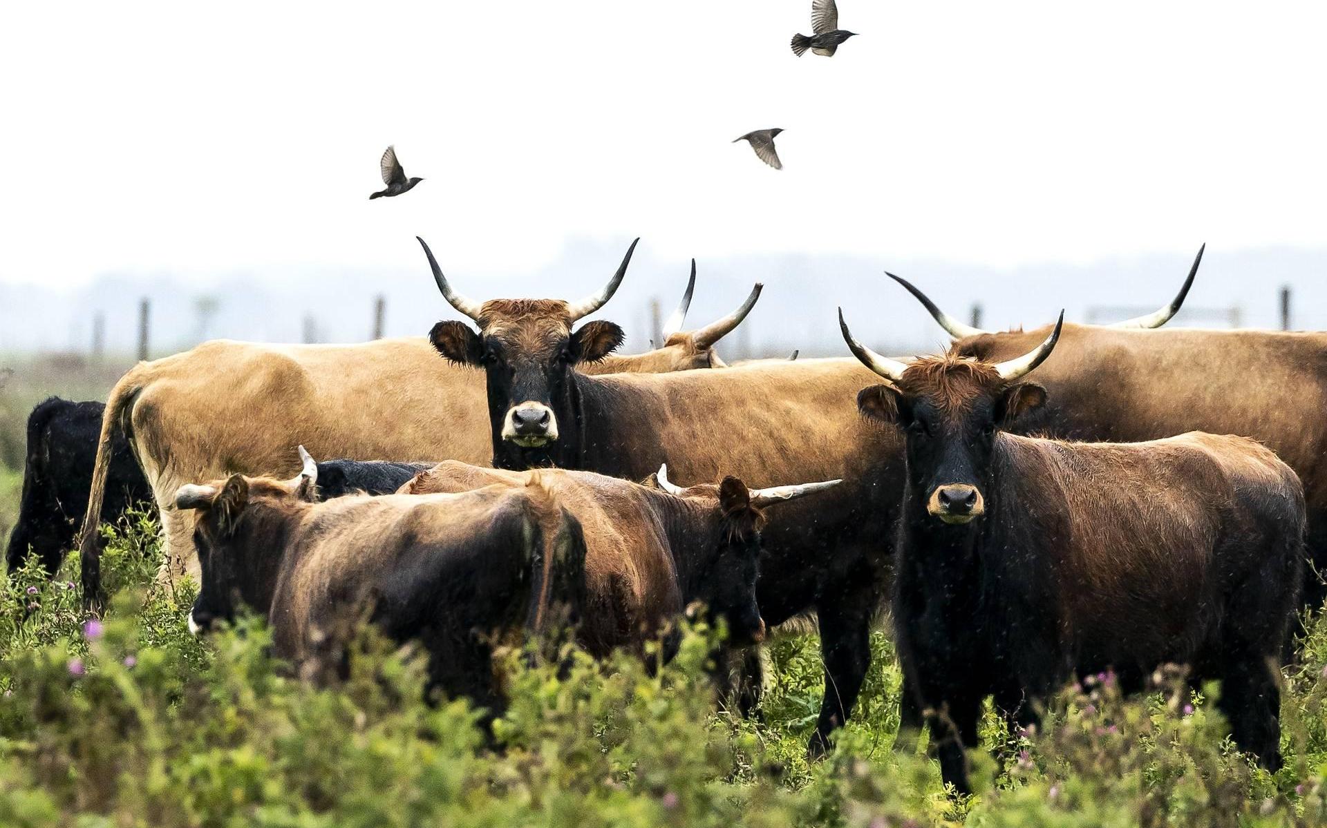 Extra voer voor dieren in Oostvaardersplassen door droogte - Dagblad van het Noorden