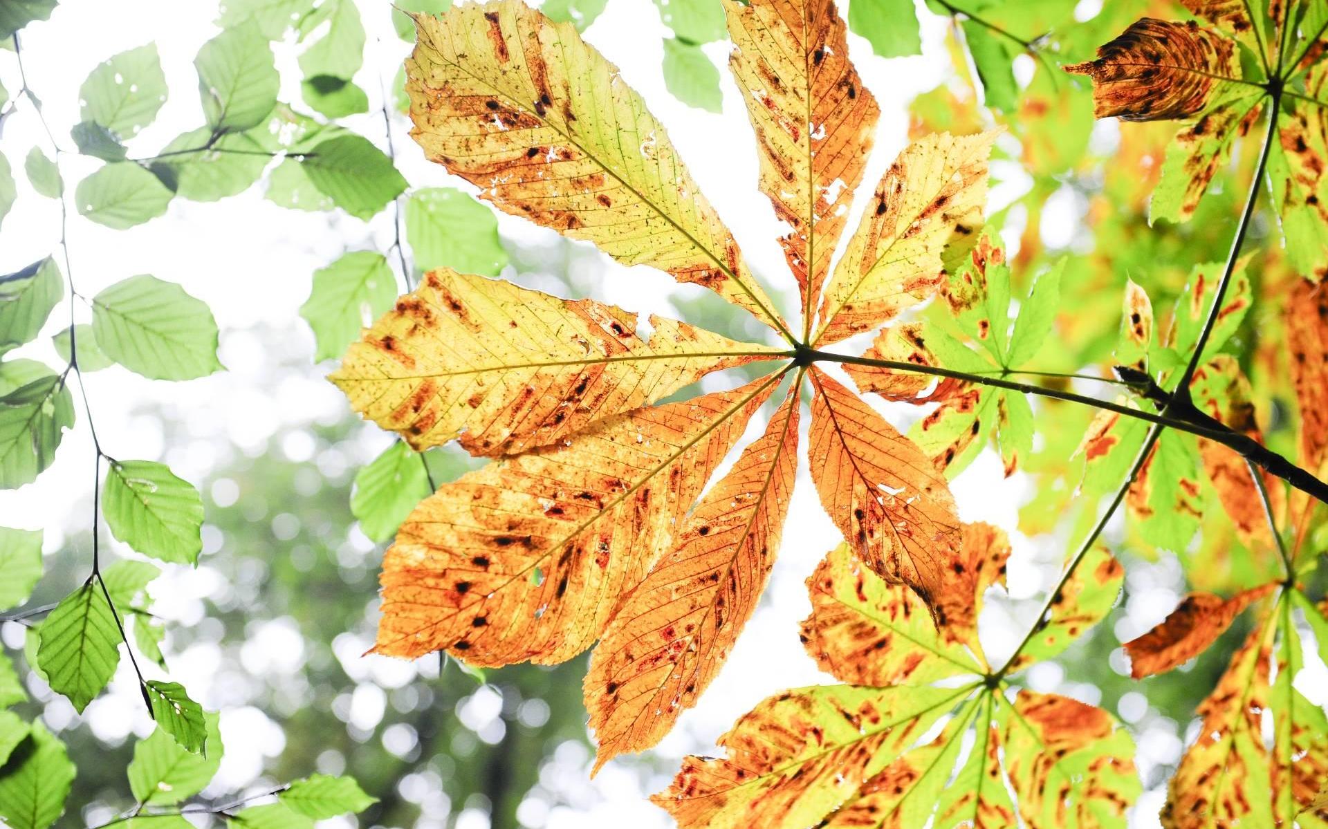Herfstvakantie zuiden begint vrijdag - Dagblad van het Noorden