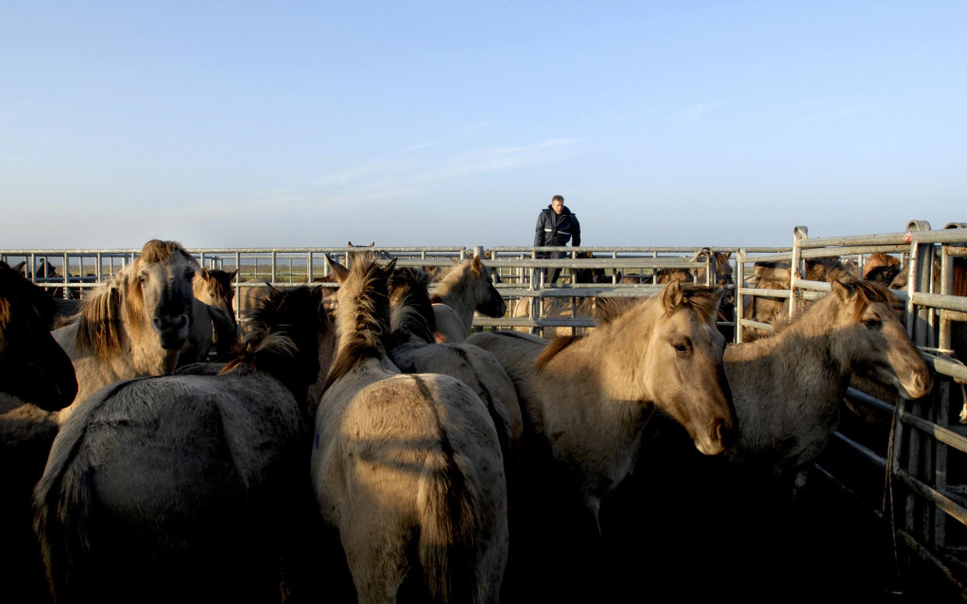 Konikpaarden verhuizen naar Duitsland - Dagblad van het Noorden