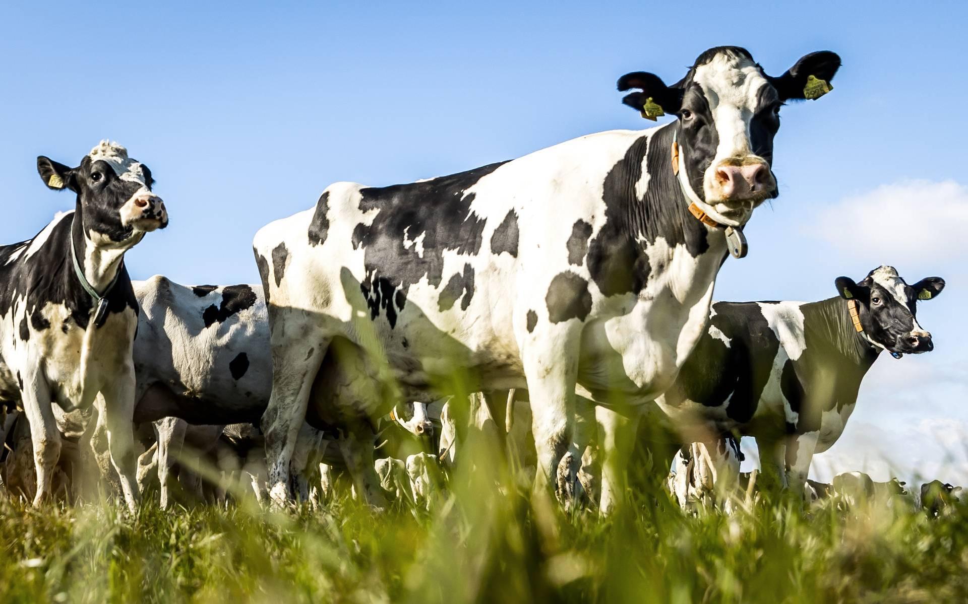 Het Rijk hoopt zoveel mogelijk veehouderijbedrijven te bewegen om te stoppen.