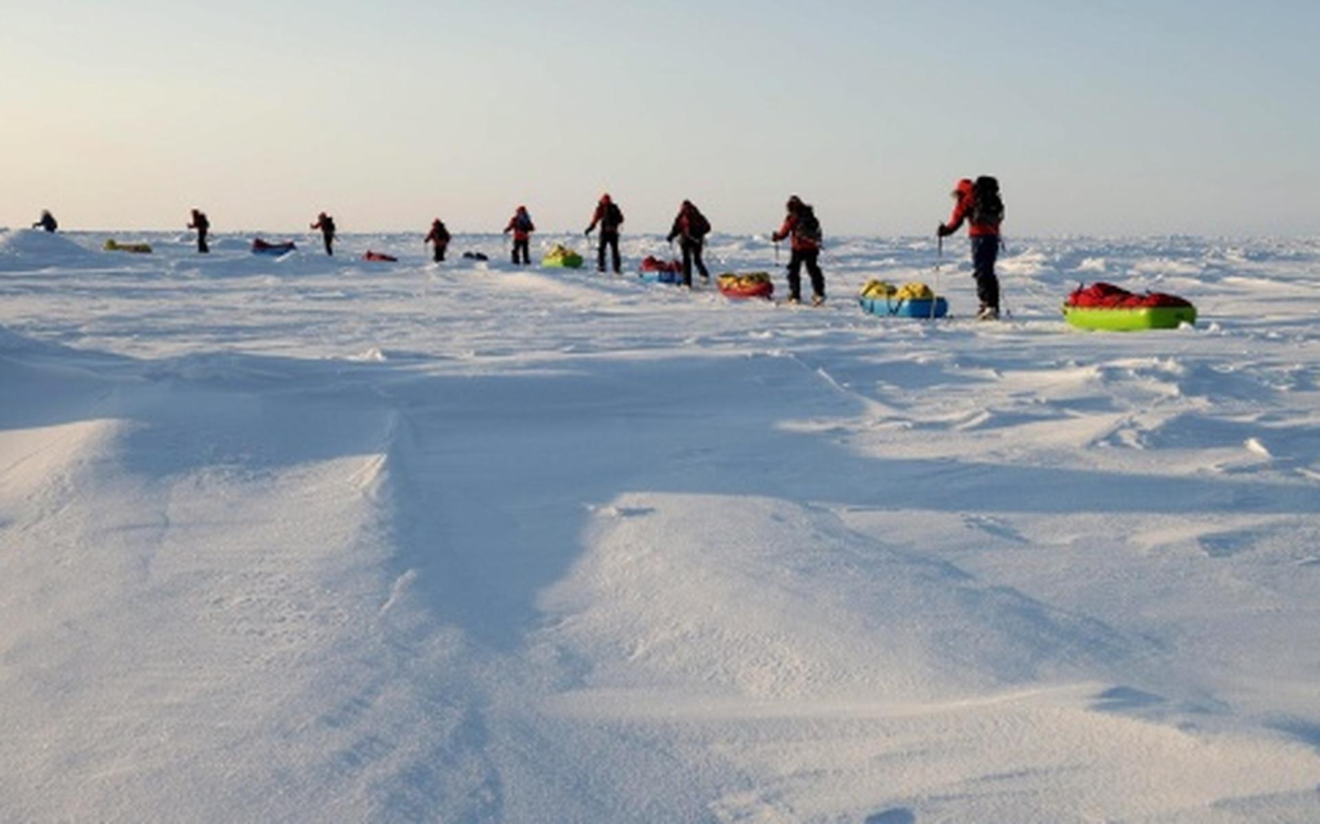 Kou keert terug op Noordpool - Dagblad van het Noorden
