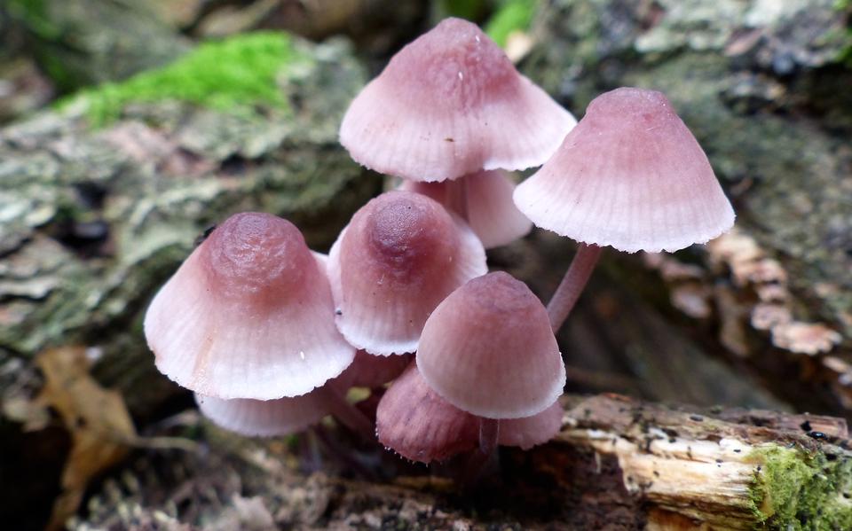 Welke paddenstoel kun je eten en welke niet? doe de DVHN-paddenstoelenquiz.