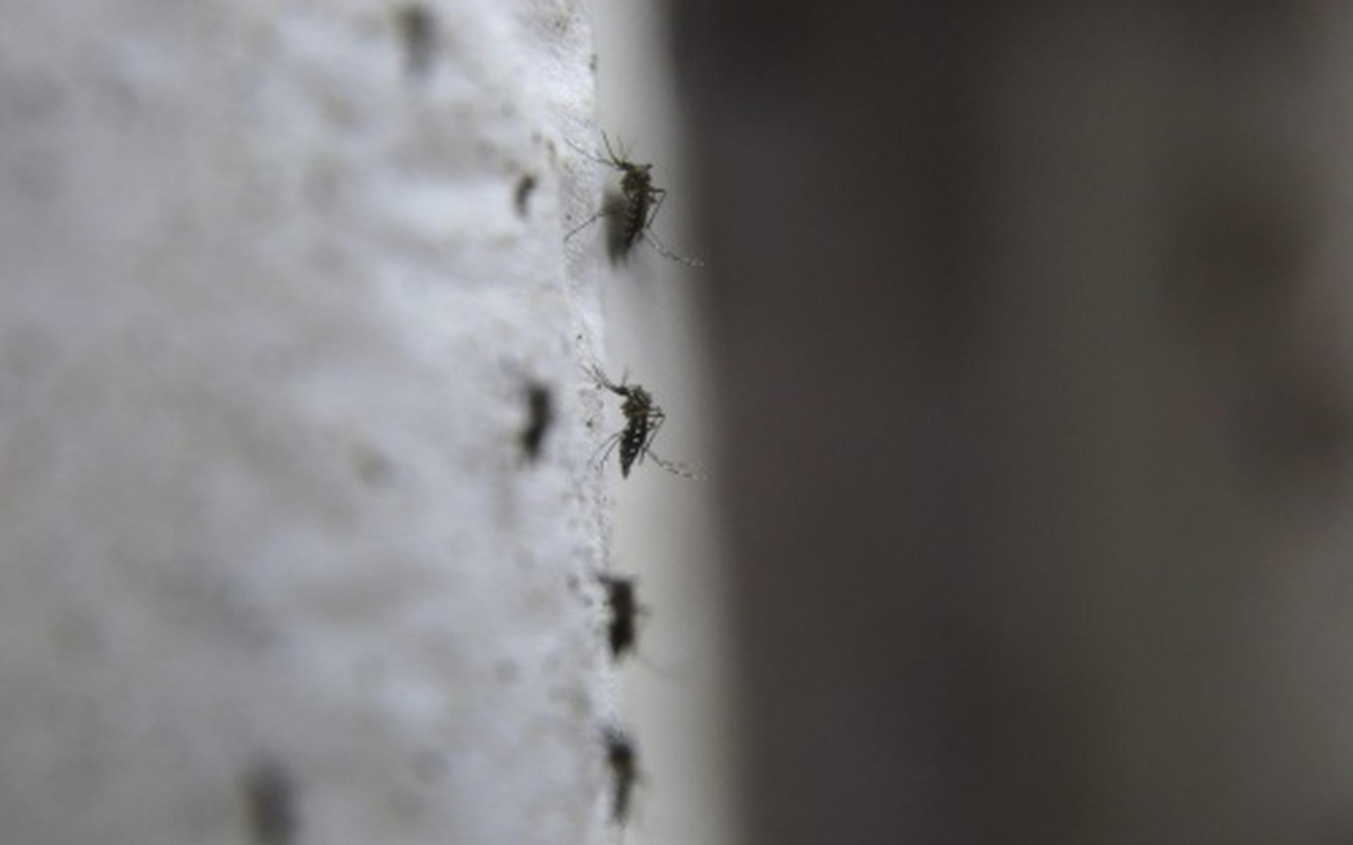 'Einde van het jaar vaccin tegen zikavirus'