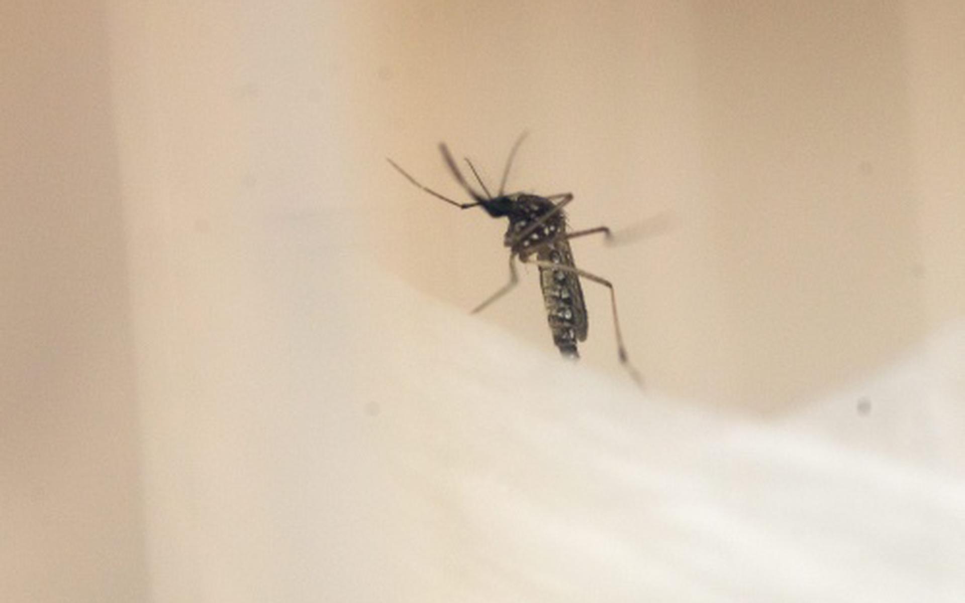 Zikavirus duikt ook op Bonaire op