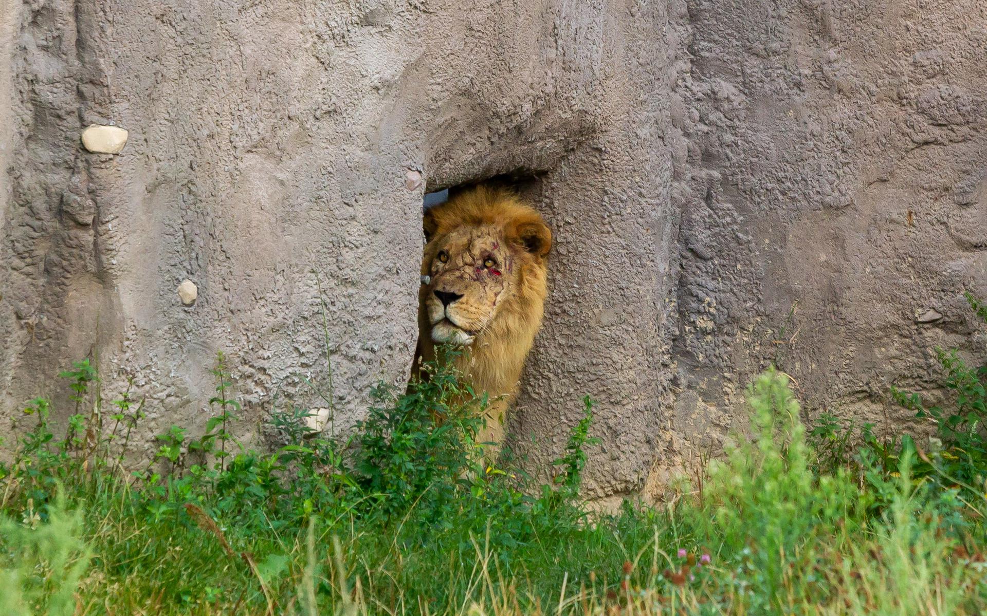 New male lion baptism of fireplace in Emmen: Jafar initial receives blows from ladies and then bangs his head versus a closed slide