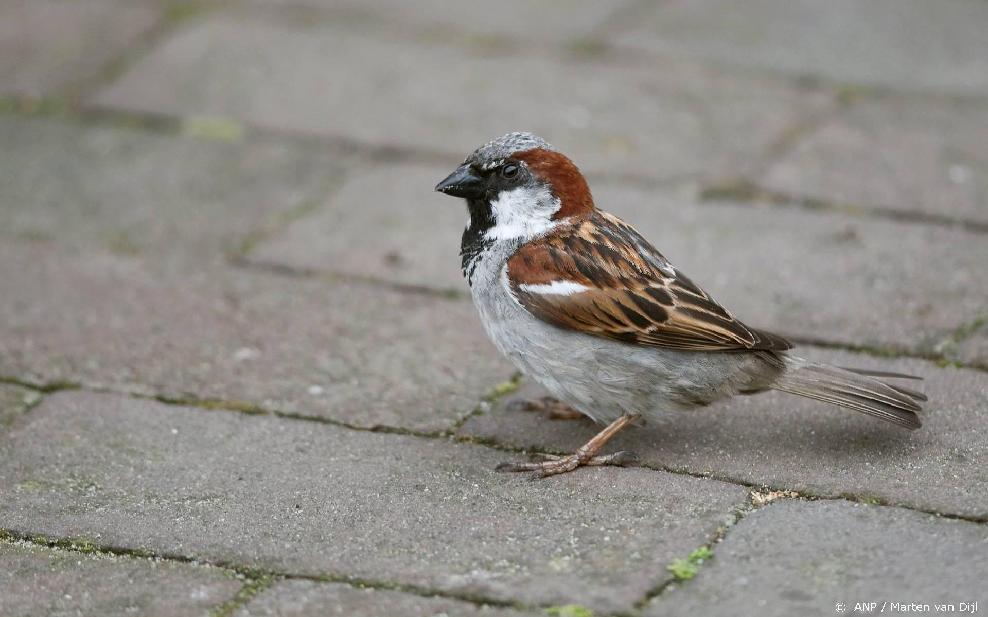 Nationale Tuinvogeltelling: Huismus Meest Getelde Vogel, Merel Lijkt ...