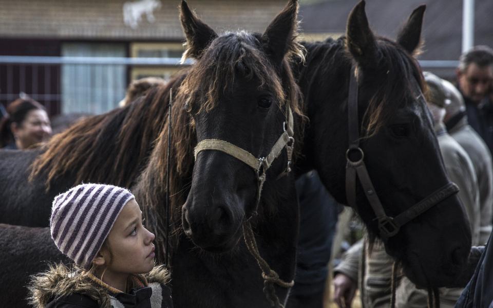 Paarden op de Zuidlaardermarkt