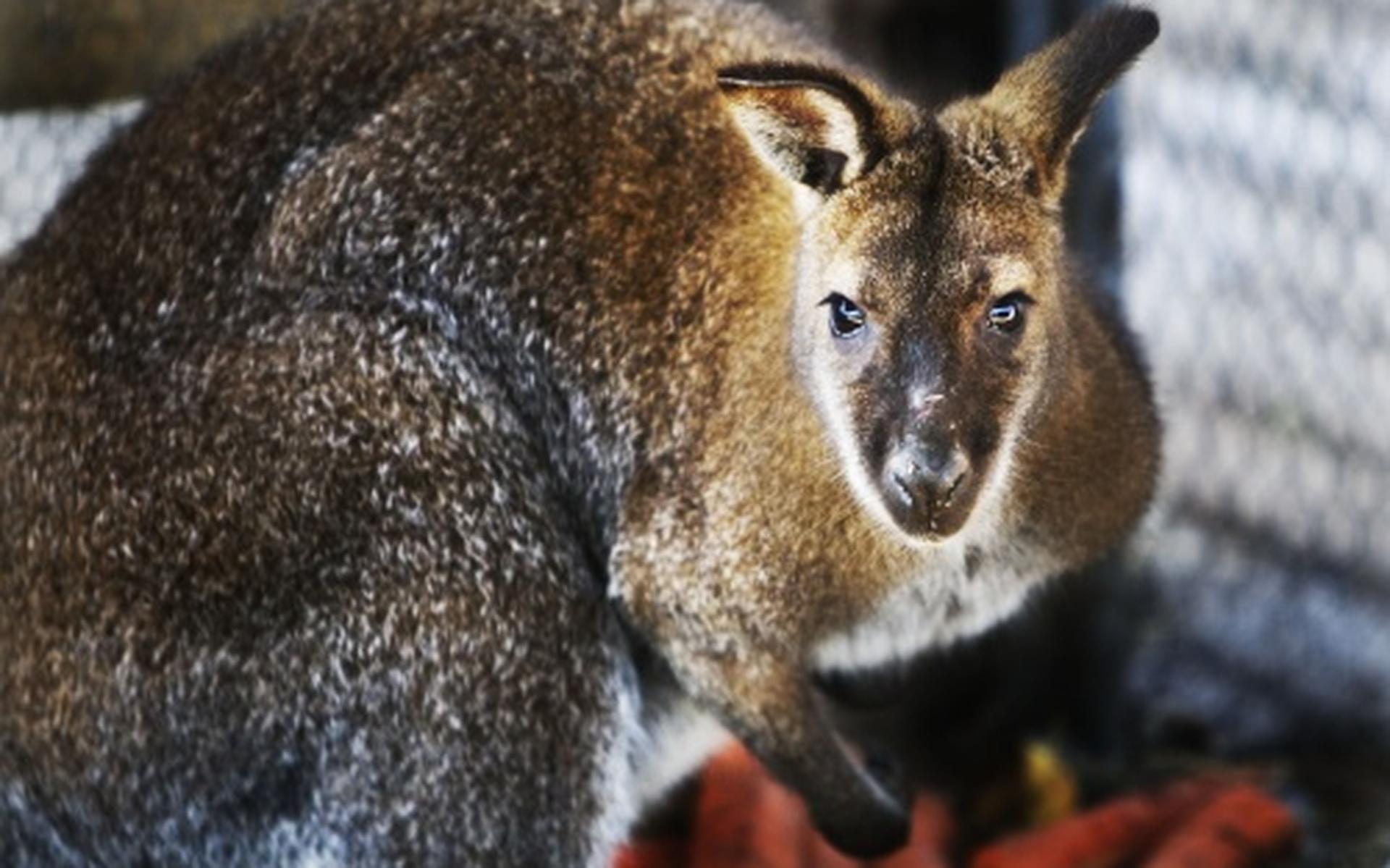 Australiër plande 'opblaaskangoeroe'