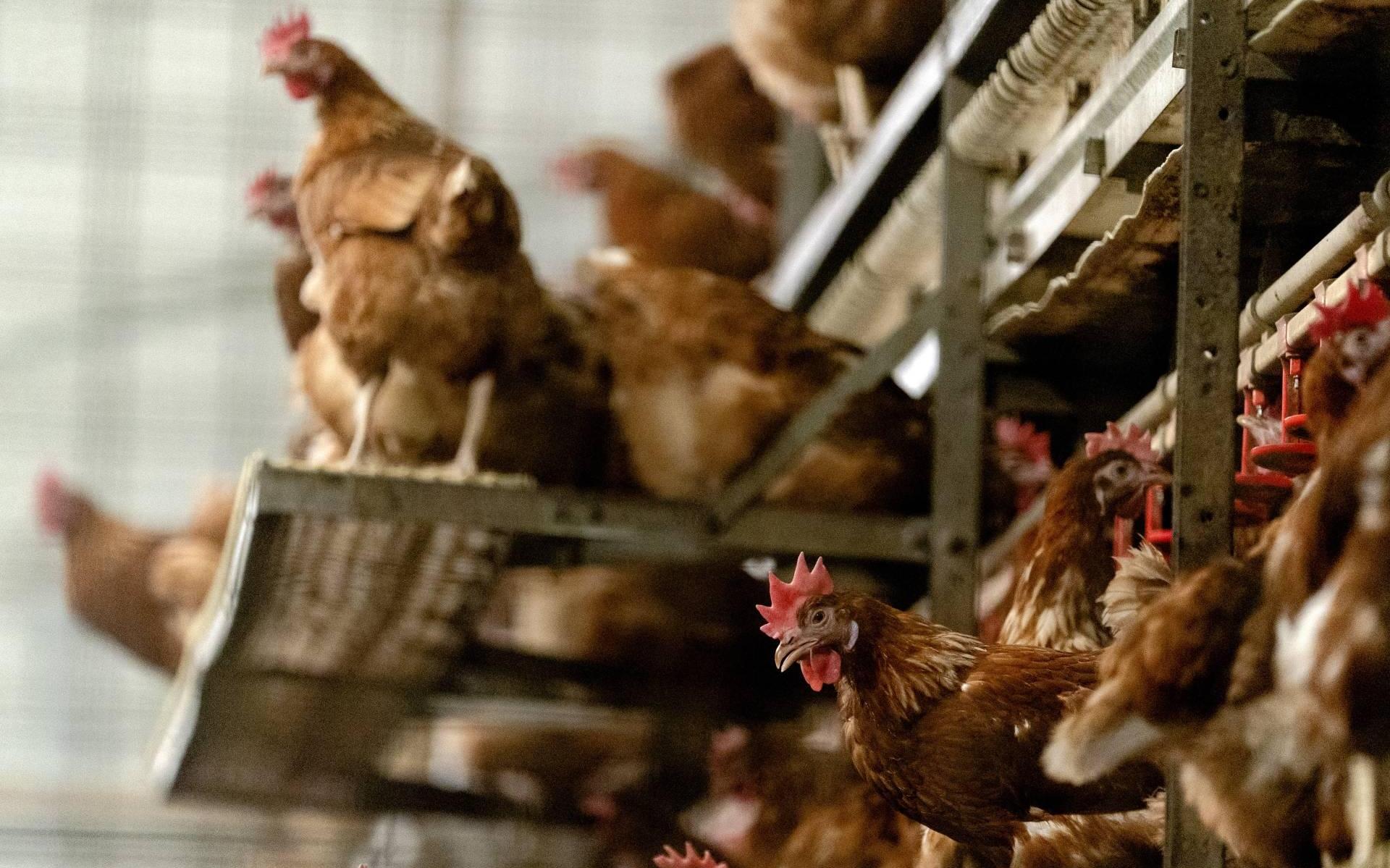 Overdekte uitloopruimte bij kippenschuur mag: Drenthe komt boeren tegemoet om dierenwelzijn te verbe