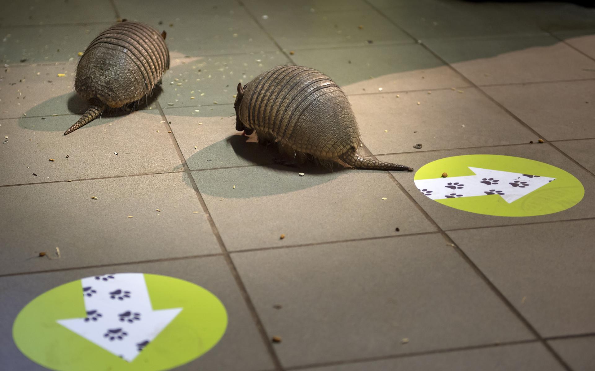 Zoo Bizar in Orvelte mag haar excentrieke dieren weer tonen aan publiek: 'Stinkdier begon aandachtst