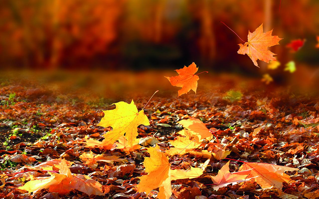 In het bos zie je in de herfst de mooiste kleuren in de bomen.