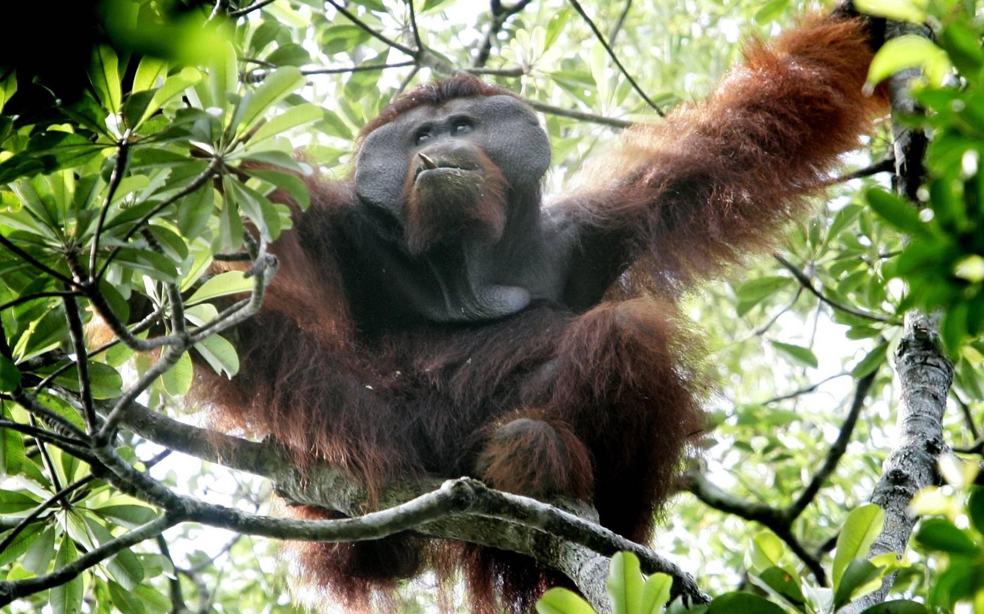 WWF: nog steeds nemen wereldwijd populaties wilde dieren af - Dagblad