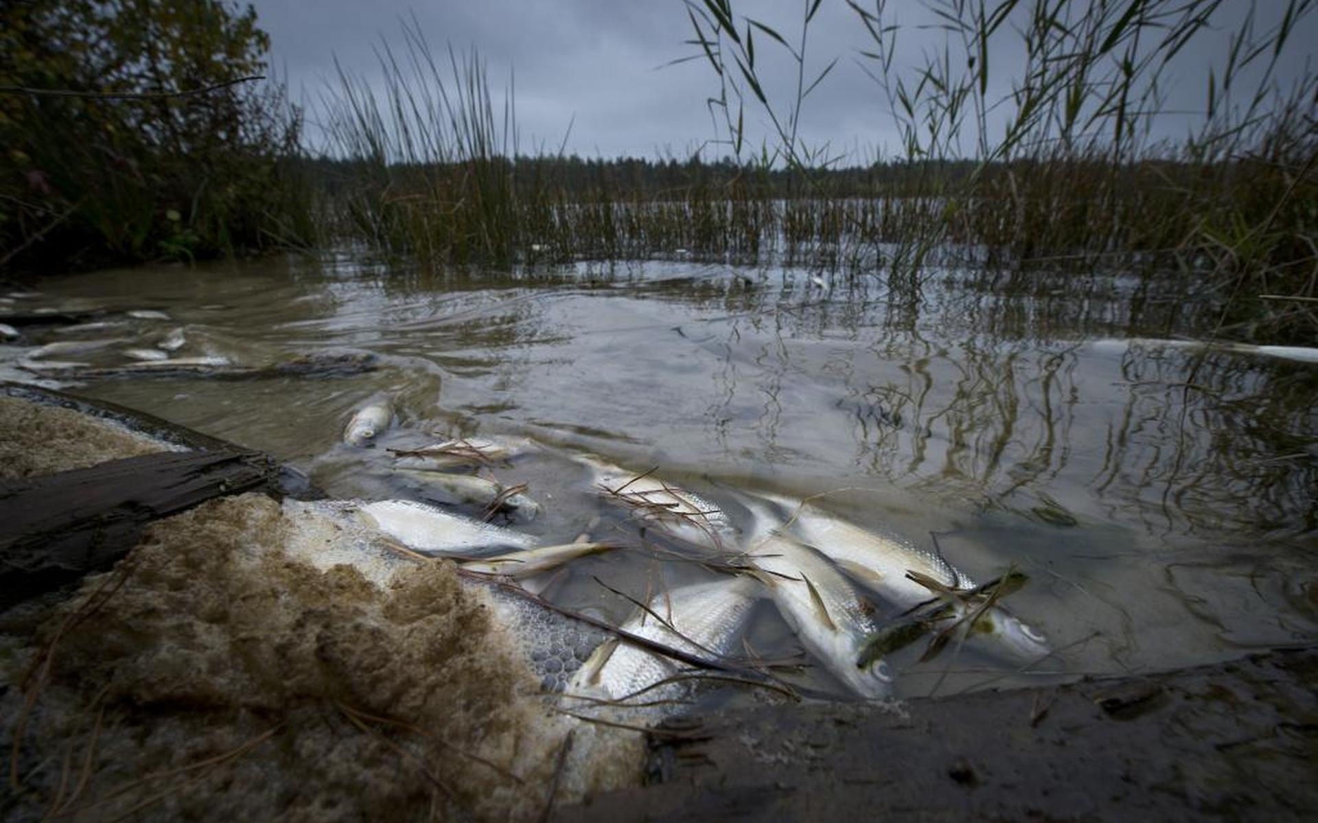 De Moere op archiefbeeld na massale vissterfte door slecht water. FOTO ARCHIEF DVHN