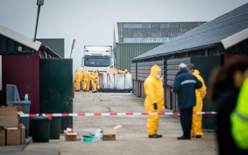 Vogelgriep aangetroffen bij pluimvee in De Wijk - Dagblad van het Noorden - Dagblad van het Noorden