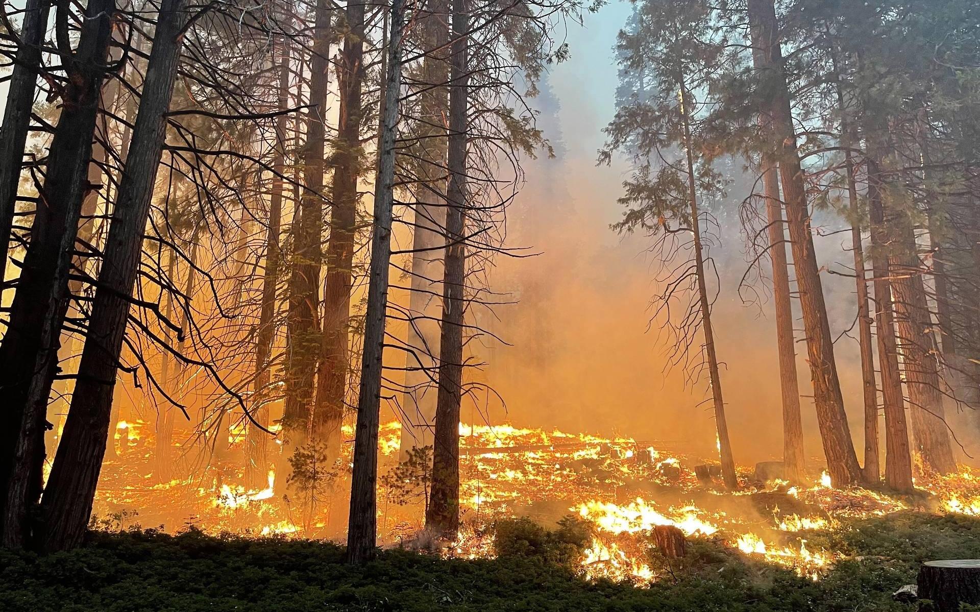 Bosbrand bedreigt zeldzame bomen in Amerikaans natuurpark - Dagblad van het Noorden