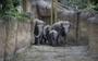 Olifanten in nieuwe verblijf Wildlands. FOTO DVHN