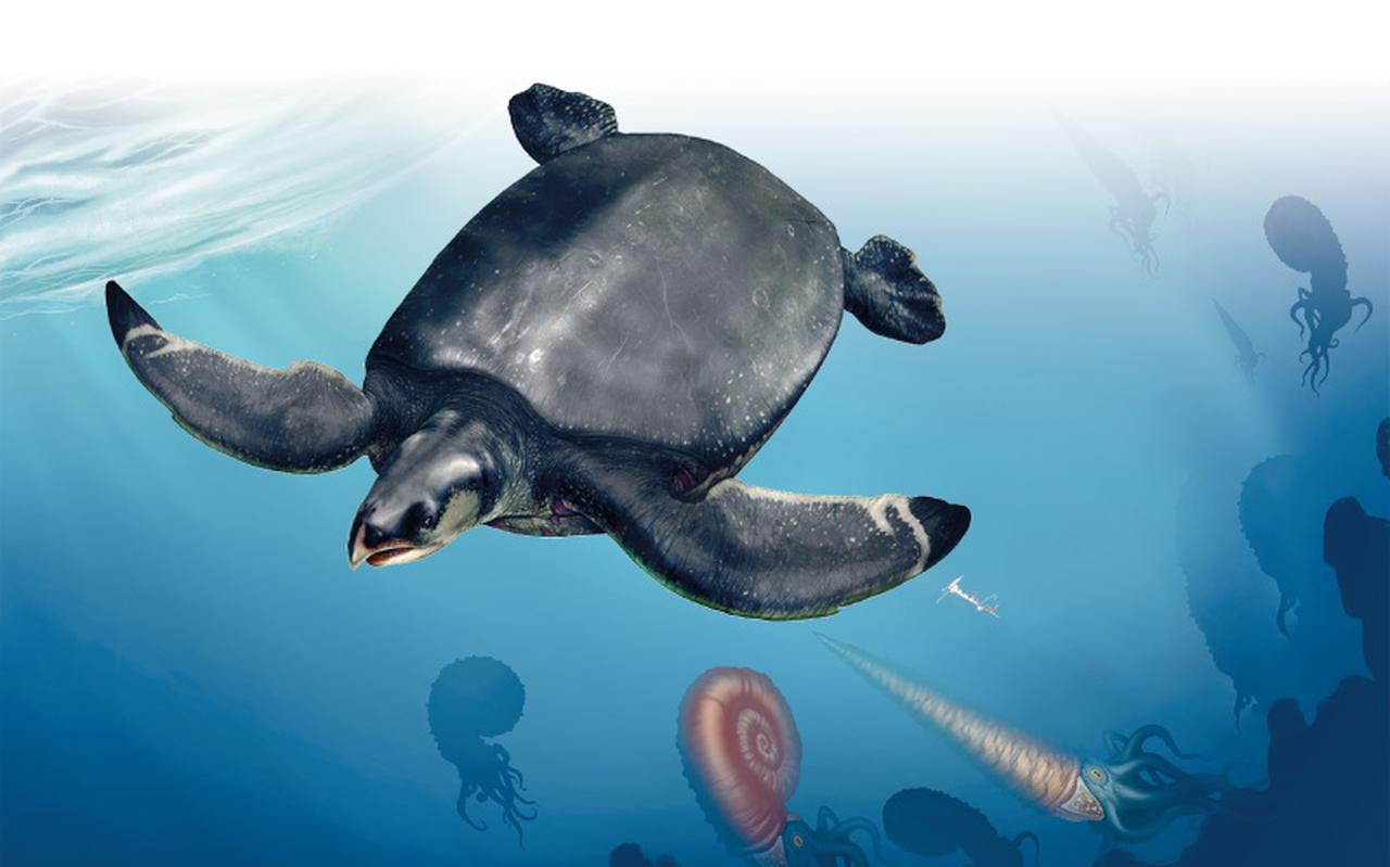 Reusachtige zeeschildpad.